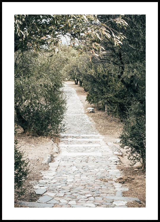 Olive Tree Garden Poster