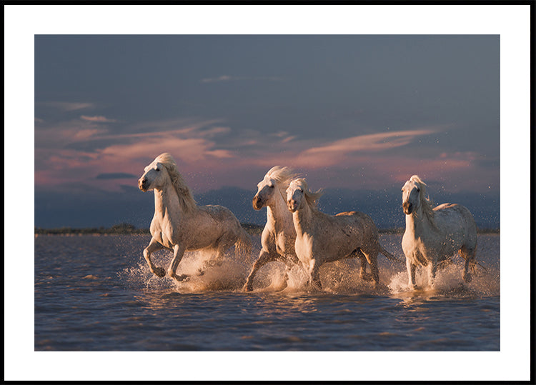 Angels of Camargue Poster