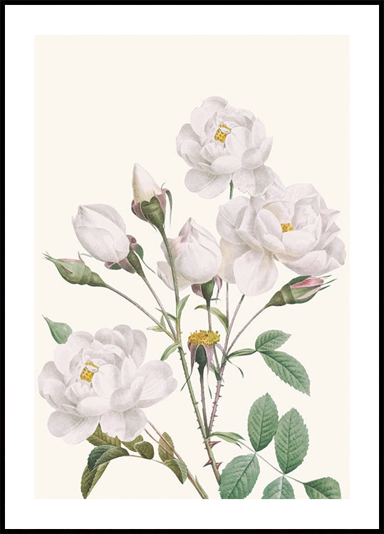 Vintage White Peony Poster