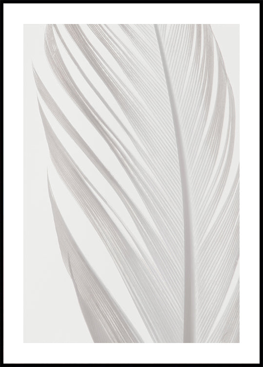 Feather_006