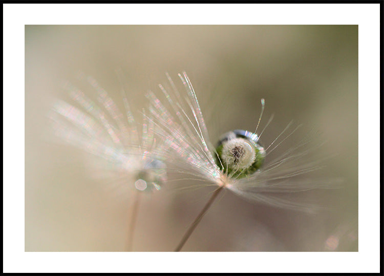 Star of dandelion