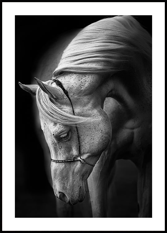 white stallion Poster