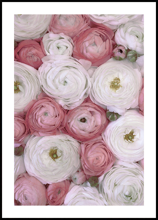 Scattered ranunculus in muted pink II Poster