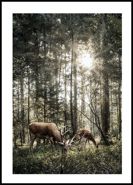 Deer In Forest Poster