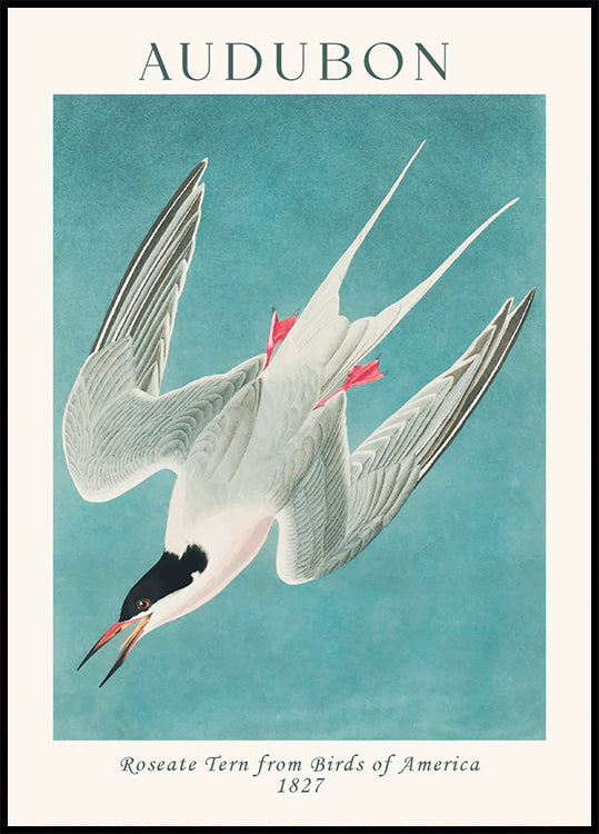 Roseate Tern from Birds of America Audubon Poster