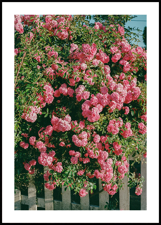 Cannon Beach Blooms Poster