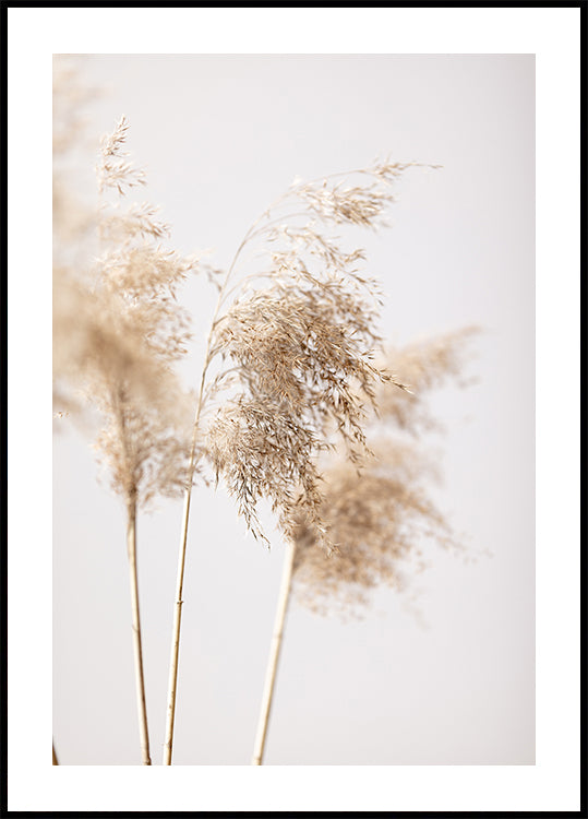 Reed Grass Grey 09 Poster