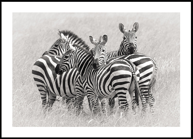 Zebras