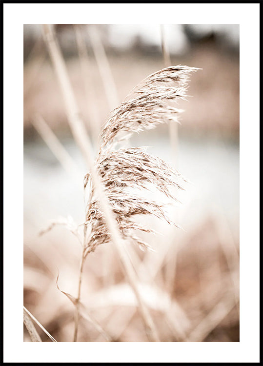 Minimalist Dried Reeds Nature Poster