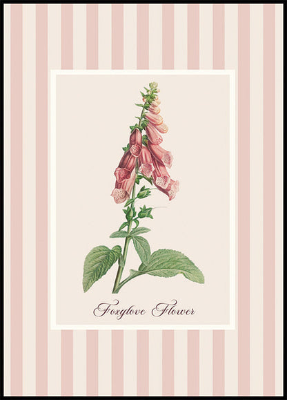 Pink Foxglove Flower Poster
