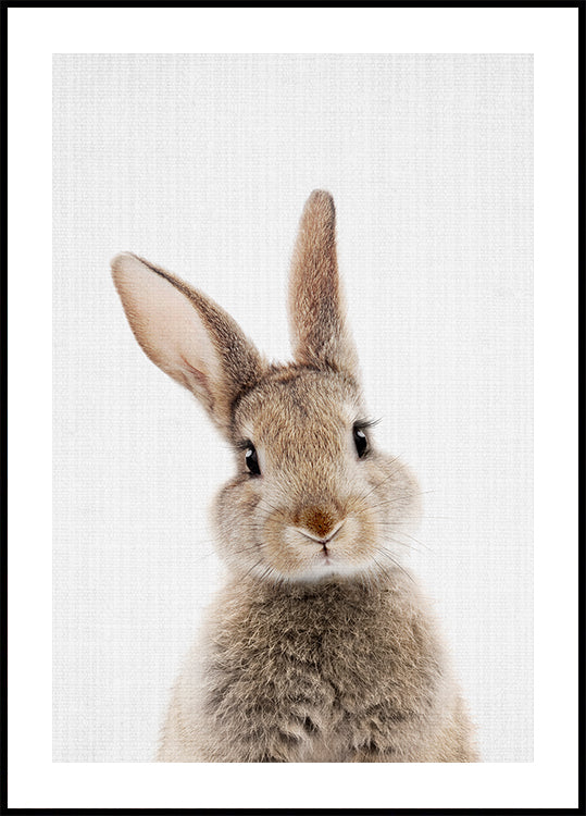 Peekaboo Bunny  Poster