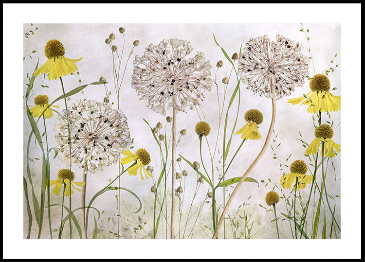 Alliums and heleniums Poster