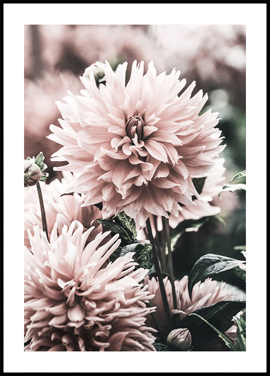 Soft Dahlia Bloom Poster