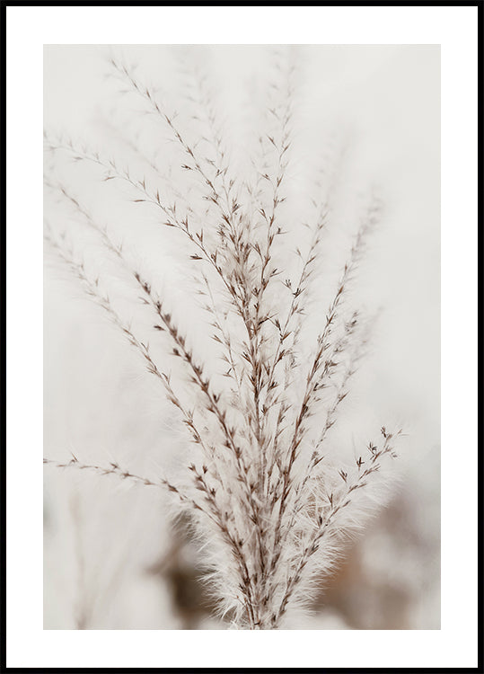Autumn Miscanthus Poster