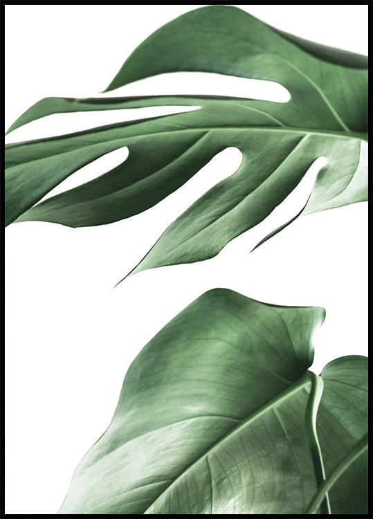 Monstera Plant Poster