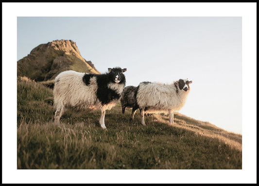 Sheep of Iceland Poster