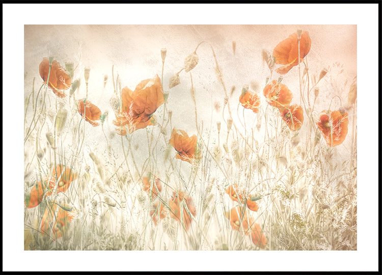 Poppies in the field Poster