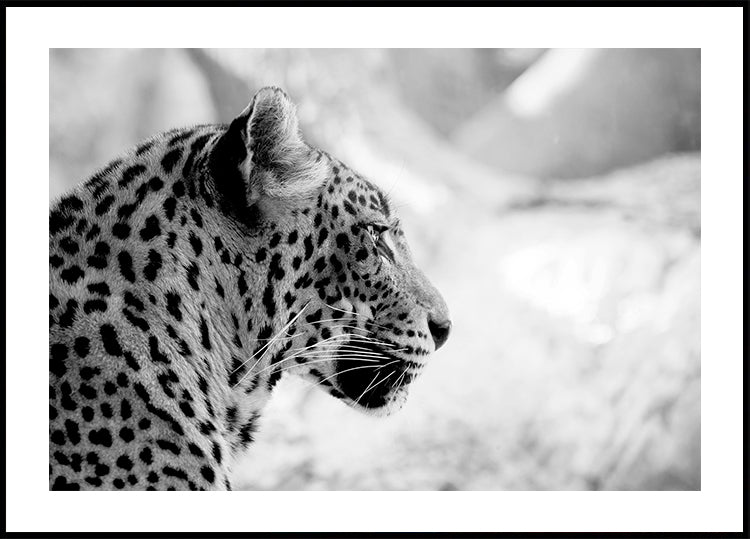 Leopard in Profile, Black & White Poster