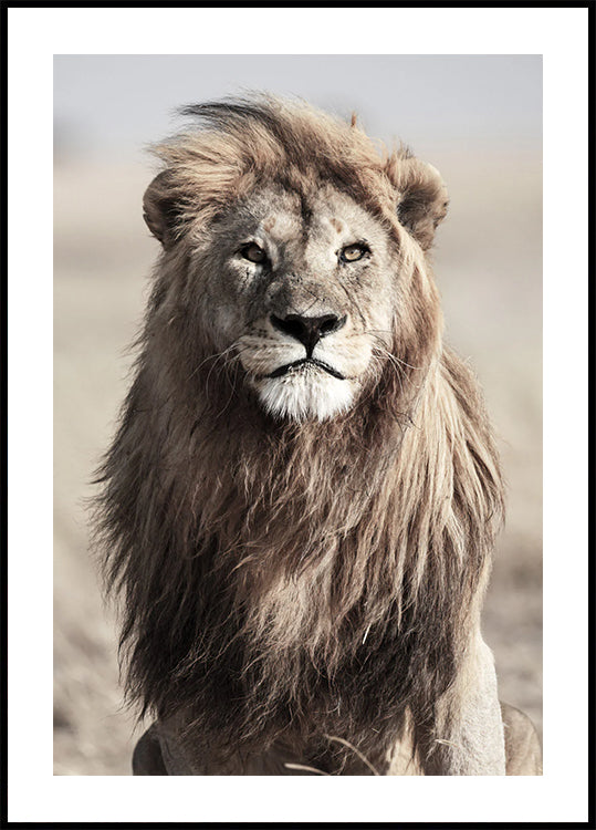 Majestic Lion Poster