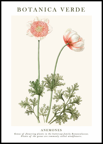 Anemones Poster