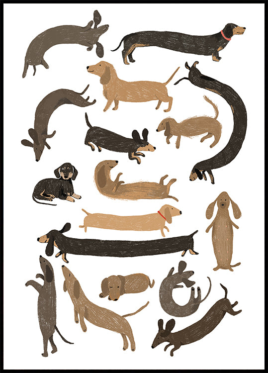 Dachshund Print Poster