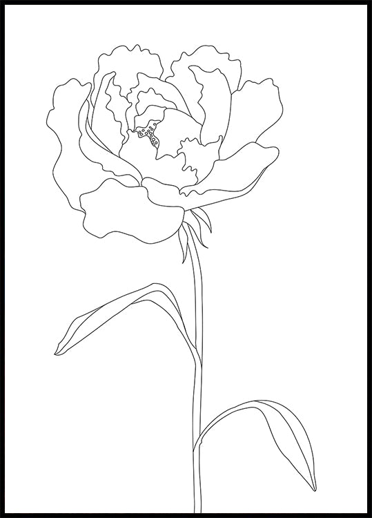Peony Lines