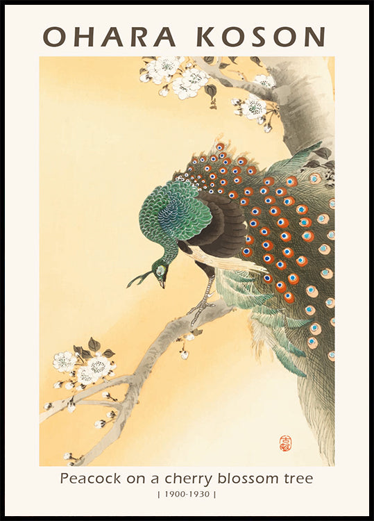 Peacock on a Cherry Blossom Tree, Japanese Woodblock By Ohara Koson Poster