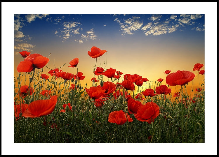 Poppies Poster