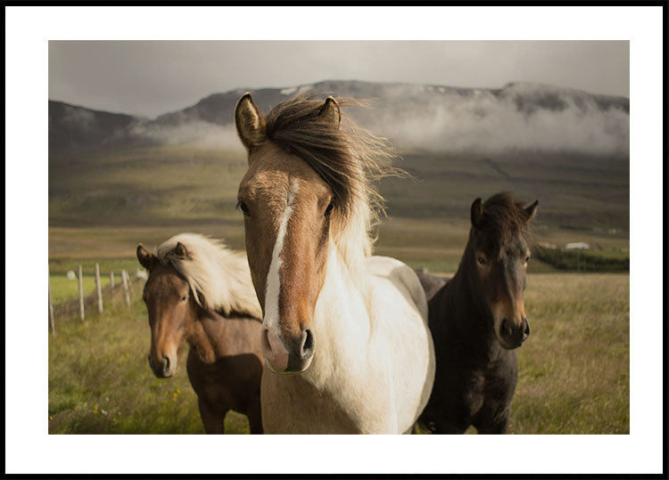Majestic Horses Poster