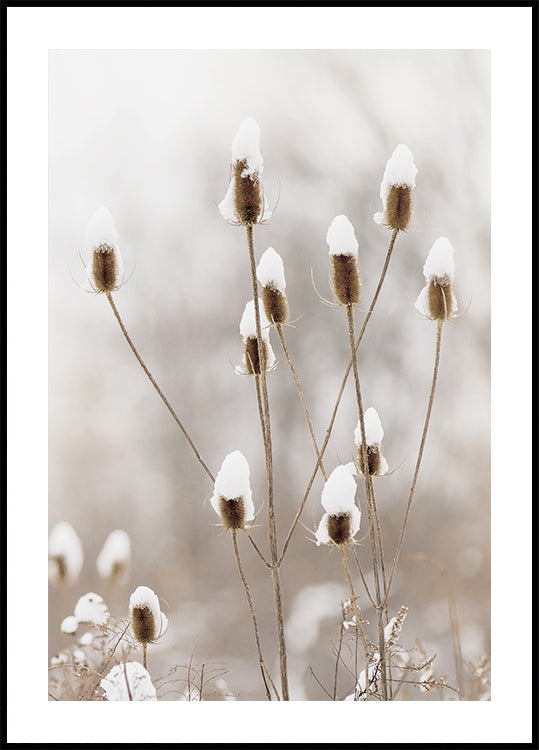 Snowy Dried Flowers Poster