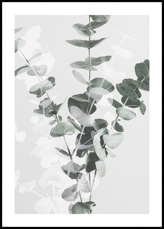 Eucalyptus No.2 Poster