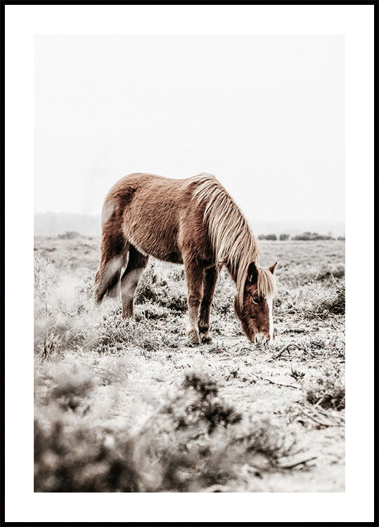 Wild Horse in Serene Landscape Nature Poster