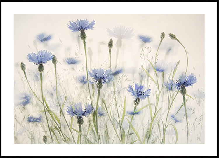 Cornflowers  Poster