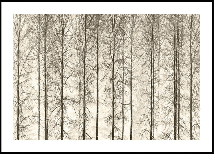 Aspens Poster