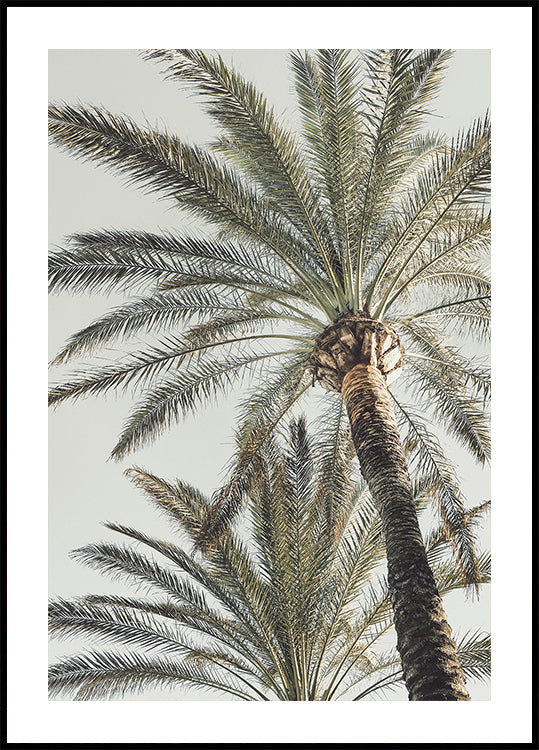 Palm_005