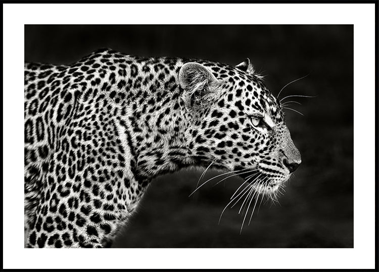 Leopard Close Up Poster