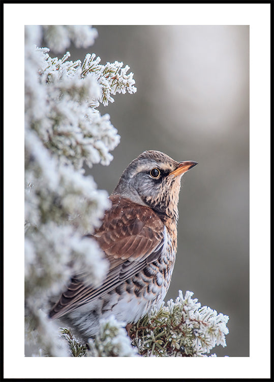Fieldfare in a winter setting Poster