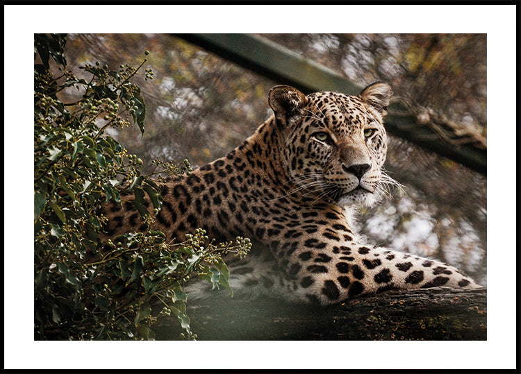 Majestic Leopard in the Wild Poster