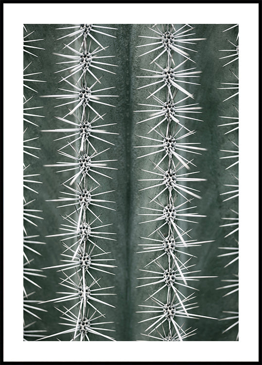 Cactus green Poster