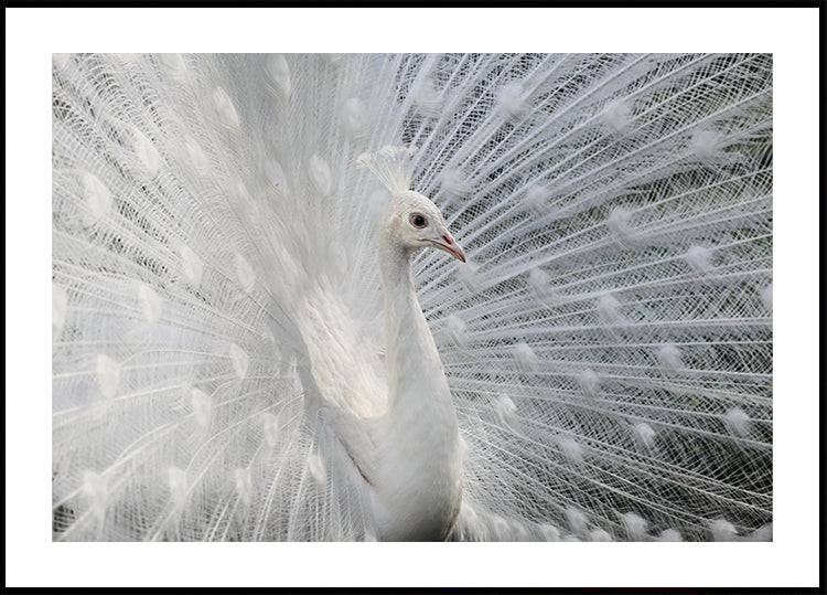 As white as snow Poster