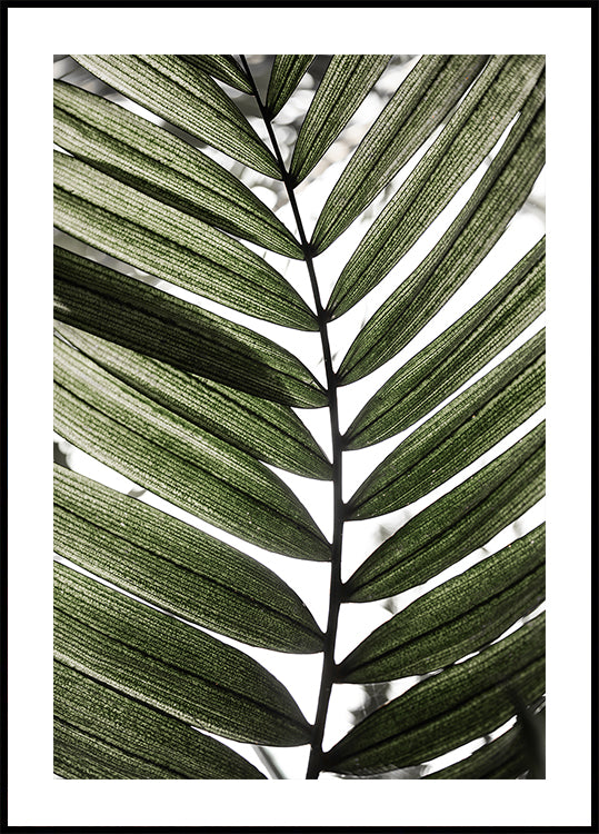 Palm Leaves 24 Poster
