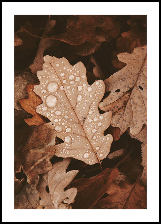 Dew-Dappled Autumn Leaves Poster