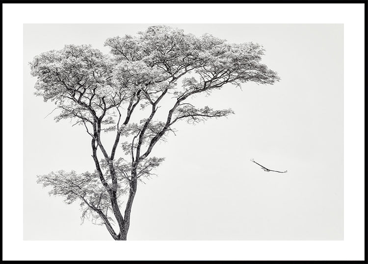 the African eagle  Poster