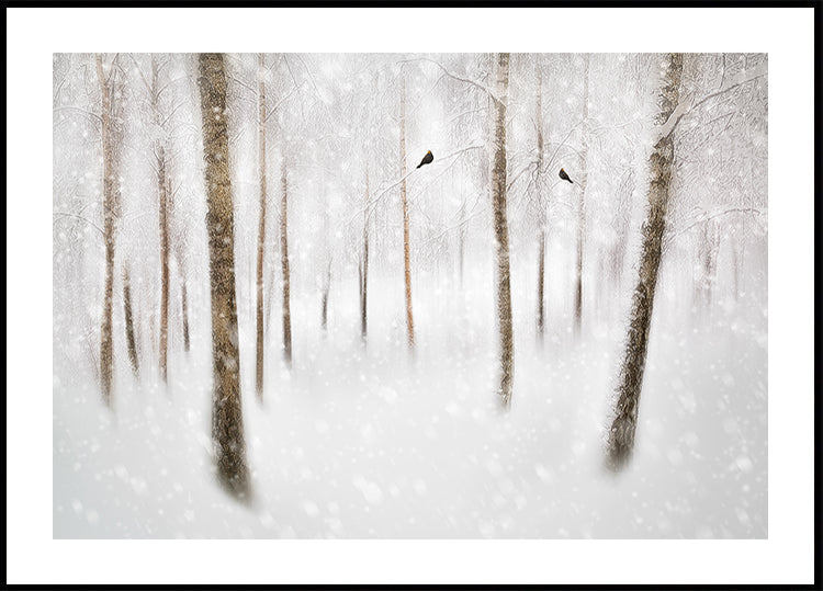 Winter Birches Poster