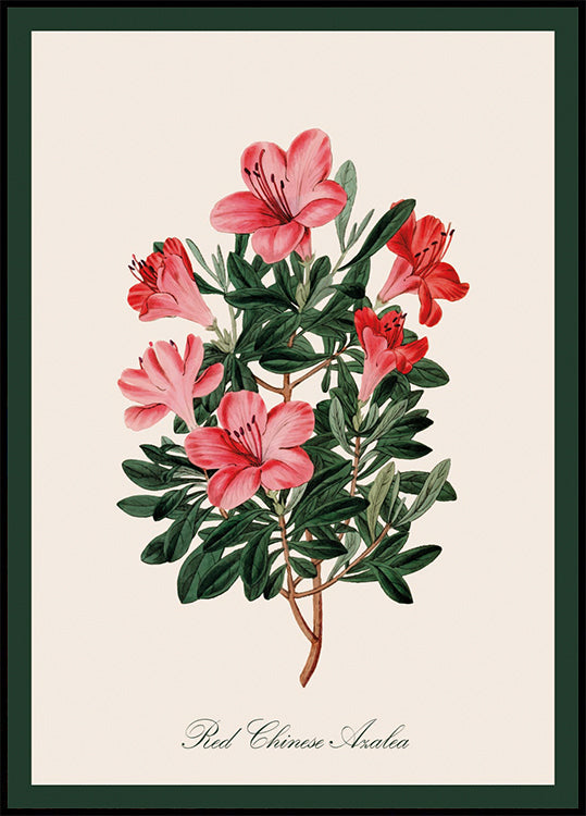 Vintage Red Chinese Azalea Flower Poster