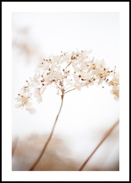 Soft dried flower_brown Poster