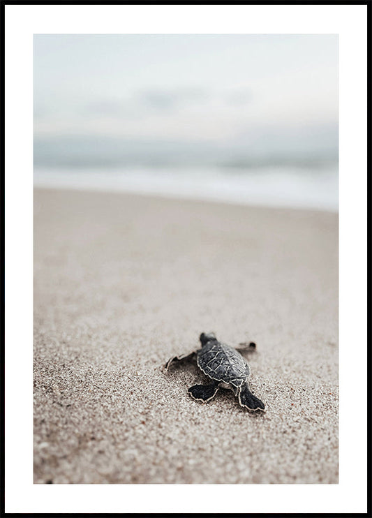 Baby Turtle Journey Poster