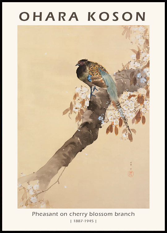 Pheasant on Cherry Blossom Branch, Japanese Woodblock By Ohara Koson Poster