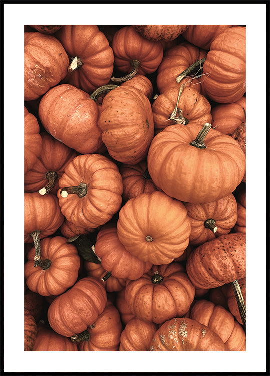 Warm Autumn Pumpkins Poster