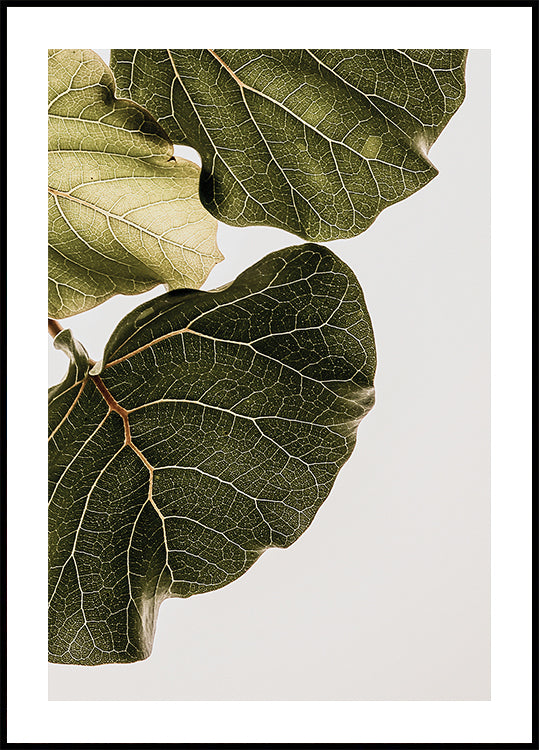 Leaf Veins Symphony Poster